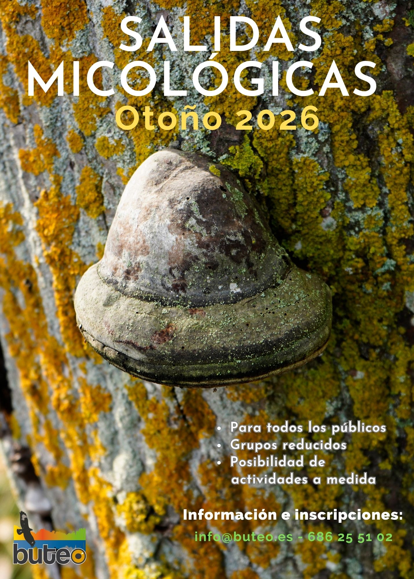 Setas 2026